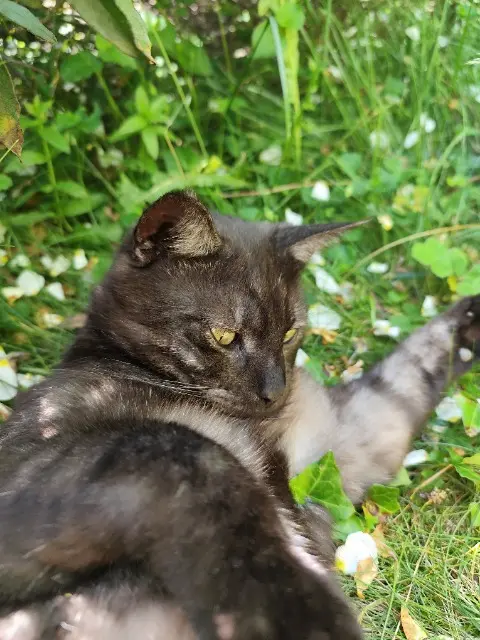 chat lost   29600 Saint-Martin-des-Champs Lanku