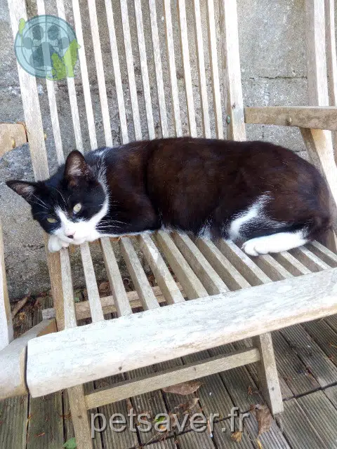 kater lost   29100 Douarnenez Loulou