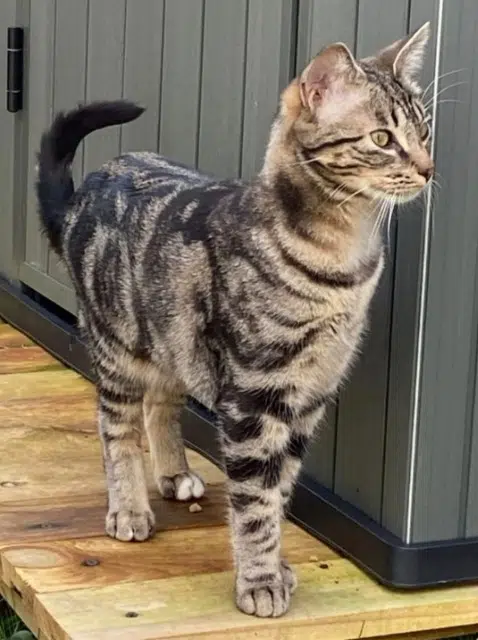 chat lost   29000 Quimper Lucky