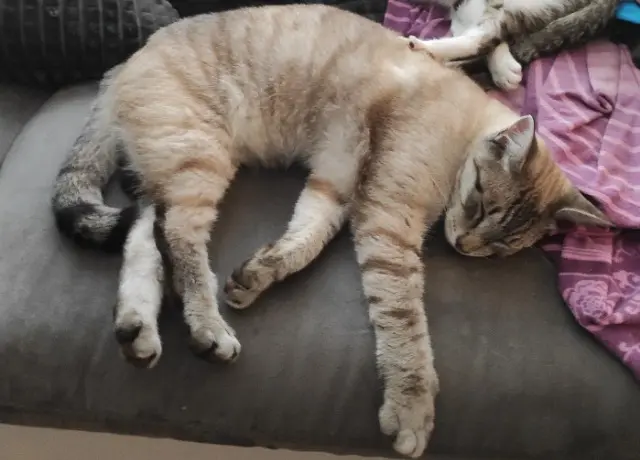 chat lost   29790 Pont-Croix Lulu