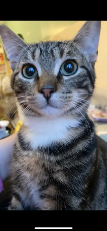 chat lost   29590 Pont-de-Buis-lès-Quimerch LYDIA LE LOUËT