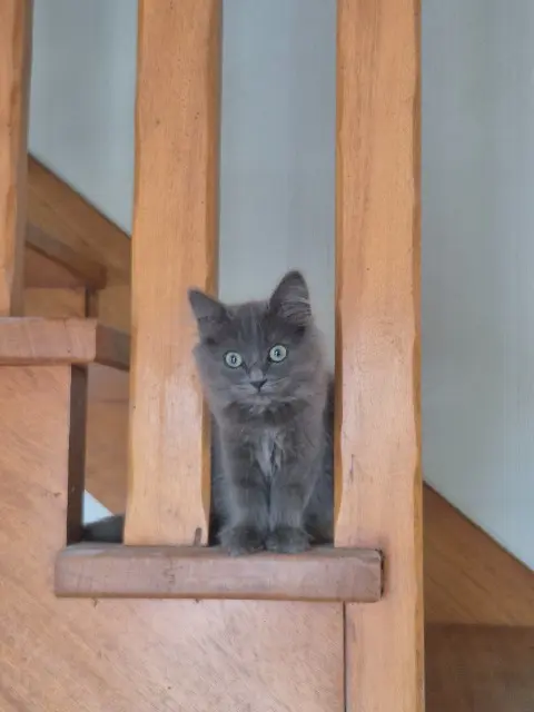 chat lost   29770 Goulien Maison