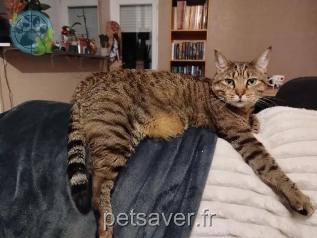 chat perdu 29160 Crozon Mallow chat lost 29160 Crozon Mallow