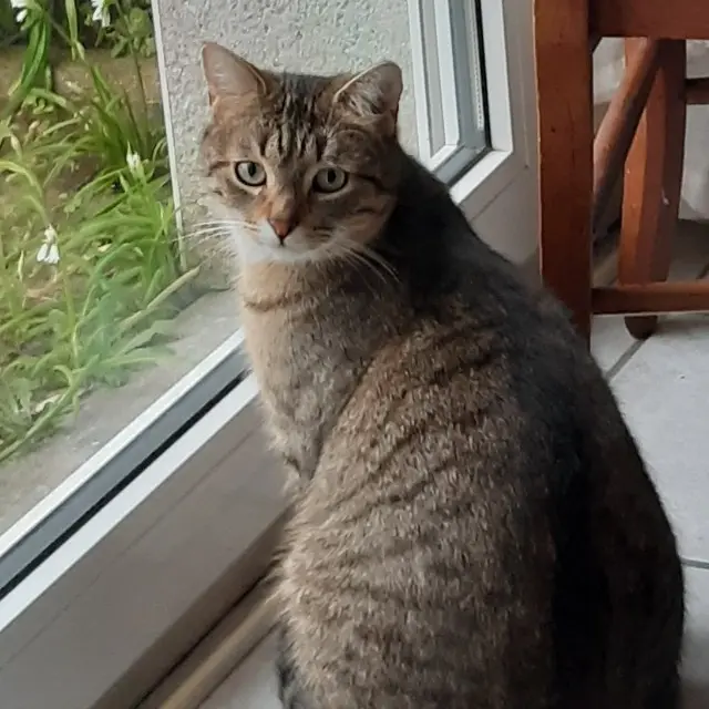 chat lost   29290 Saint-Renan Malo
