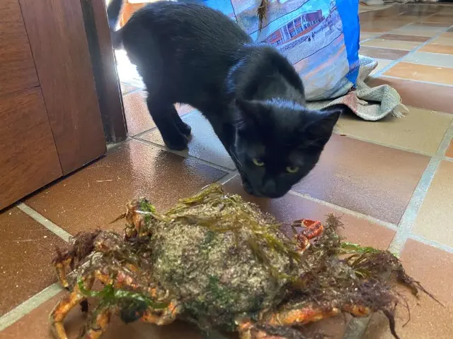 chat lost   29280 Plouzané Mamdou