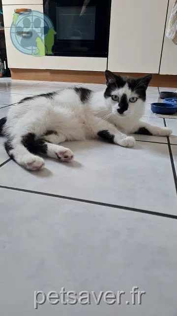 gato perdido 29820 Bohars Meiko gato lost 29820 Bohars Meiko