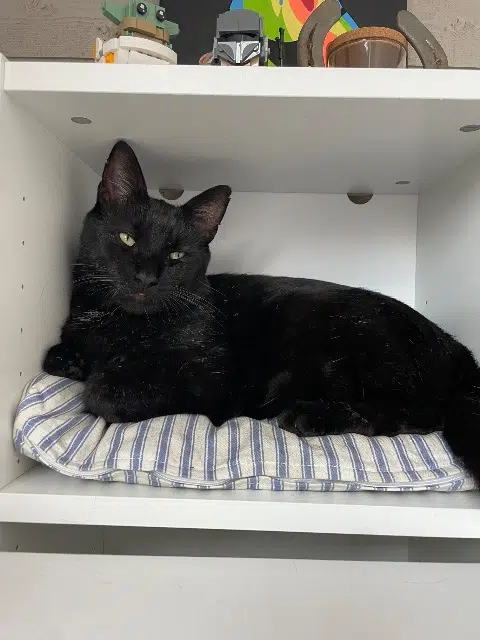 chat lost   29000 Quimper Merlin