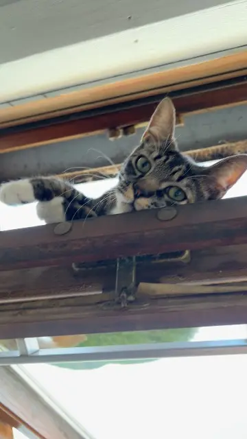 chat lost   29900 Concarneau Mia