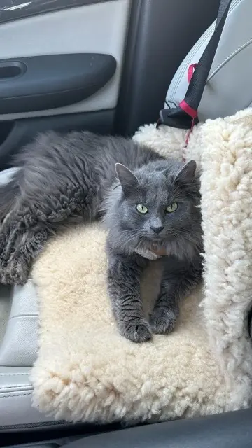 chat lost   29170 Saint-Évarzec Midnight