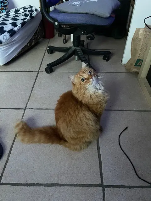 chat lost   29860 Bourg-Blanc Milo