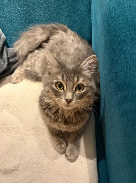 chat lost   29250 Saint-Pol-de-Léon Milo