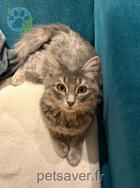 kater vermist 29250 Saint-Pol-de-Léon Milo kater lost 29250 Saint-Pol-de-Léon Milo