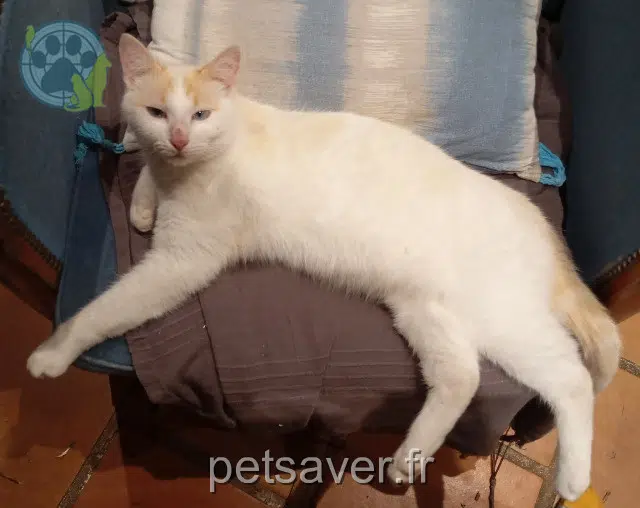 chat lost   29180 Plogonnec Minou