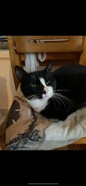 chat lost   29500 Ergué-Gabéric Minou