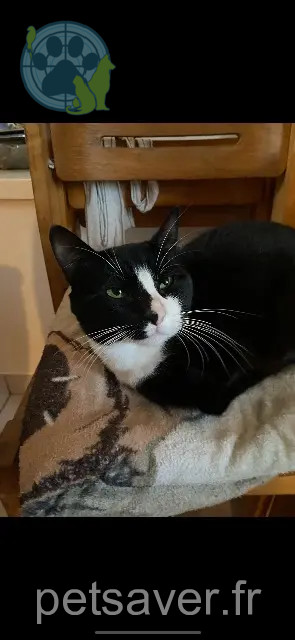 gato perdido 29500 Ergué-Gabéric Minou gato lost 29500 Ergué-Gabéric Minou