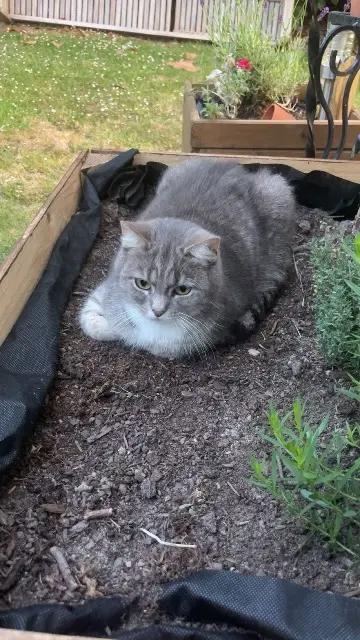 chat lost   29520 Châteauneuf-du-Faou Moky