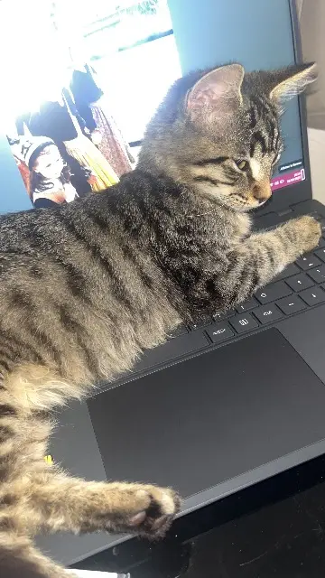 chat lost   29720 Plonéour-Lanvern Montana