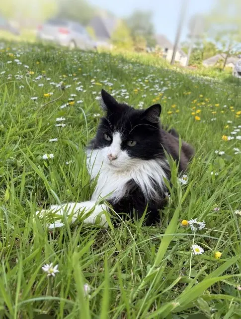 Kater vermisst 29510 Briec Moogly Kater lost 29510 Briec Moogly