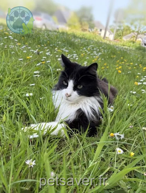 gato perdido 29510 Briec Moogly gato lost 29510 Briec Moogly