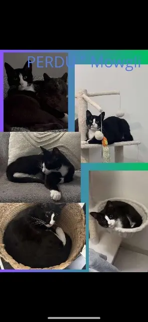 gato perdido 29800 Landerneau Mowgli gato lost 29800 Landerneau Mowgli