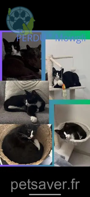 chat perdu 29800 Landerneau Mowgli chat lost 29800 Landerneau Mowgli