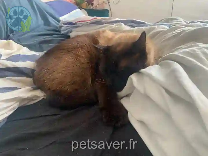 Chat Perdu 29 Finistère - Narco Chat Perdu 29 Finistère - Narco