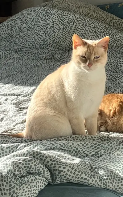 chat lost   29810 Ploumoguer Nelson