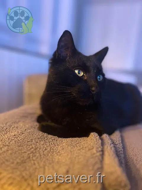 chat lost   29510 Landudal Nesty