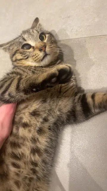 chat lost   29300 Quimperlé Neuneuil