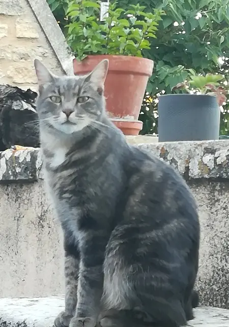 chat lost   29340 Riec-sur-Bélon Ninou