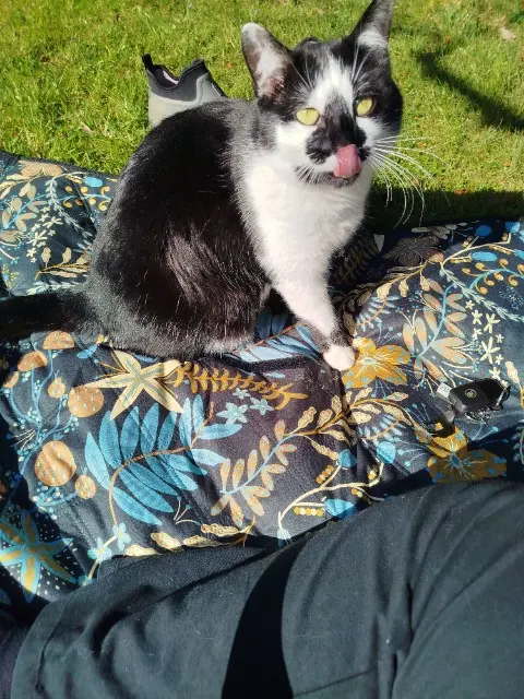 chat lost   29530 Plonévez-du-Faou Néo