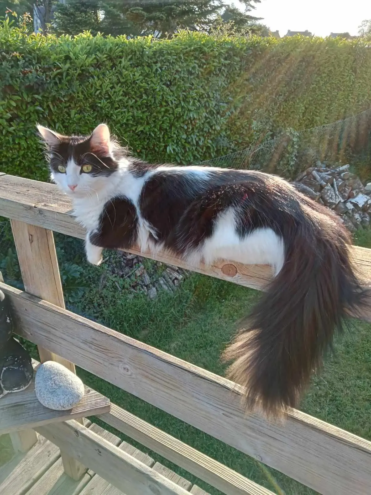 Chat Perdu 29 Finistère - Oréo Chat Perdu 29 Finistère - Oréo