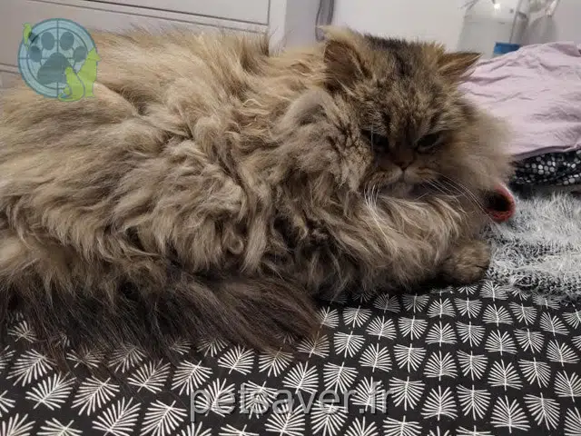 kater lost   29000 Quimper Oscar