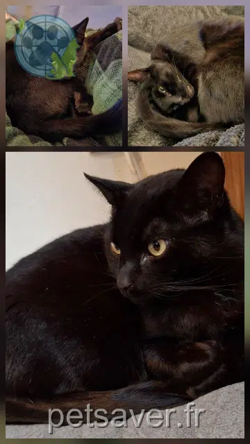 gato lost   29150 Saint-Coulitz Ozzy