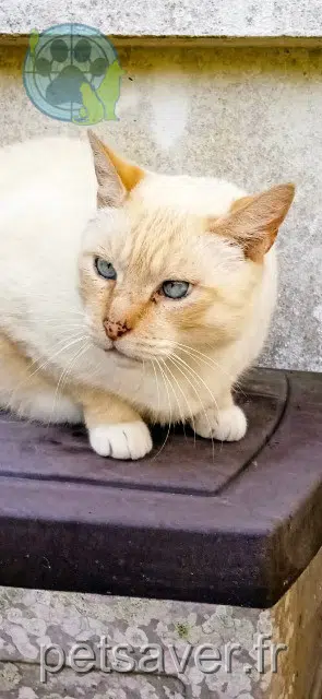 chat lost   29370 Elliant Pacha