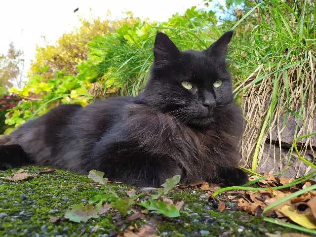 chat lost   29300 Quimperlé Pepsi