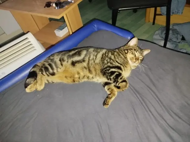 chat lost   29000 Quimper Petit loup