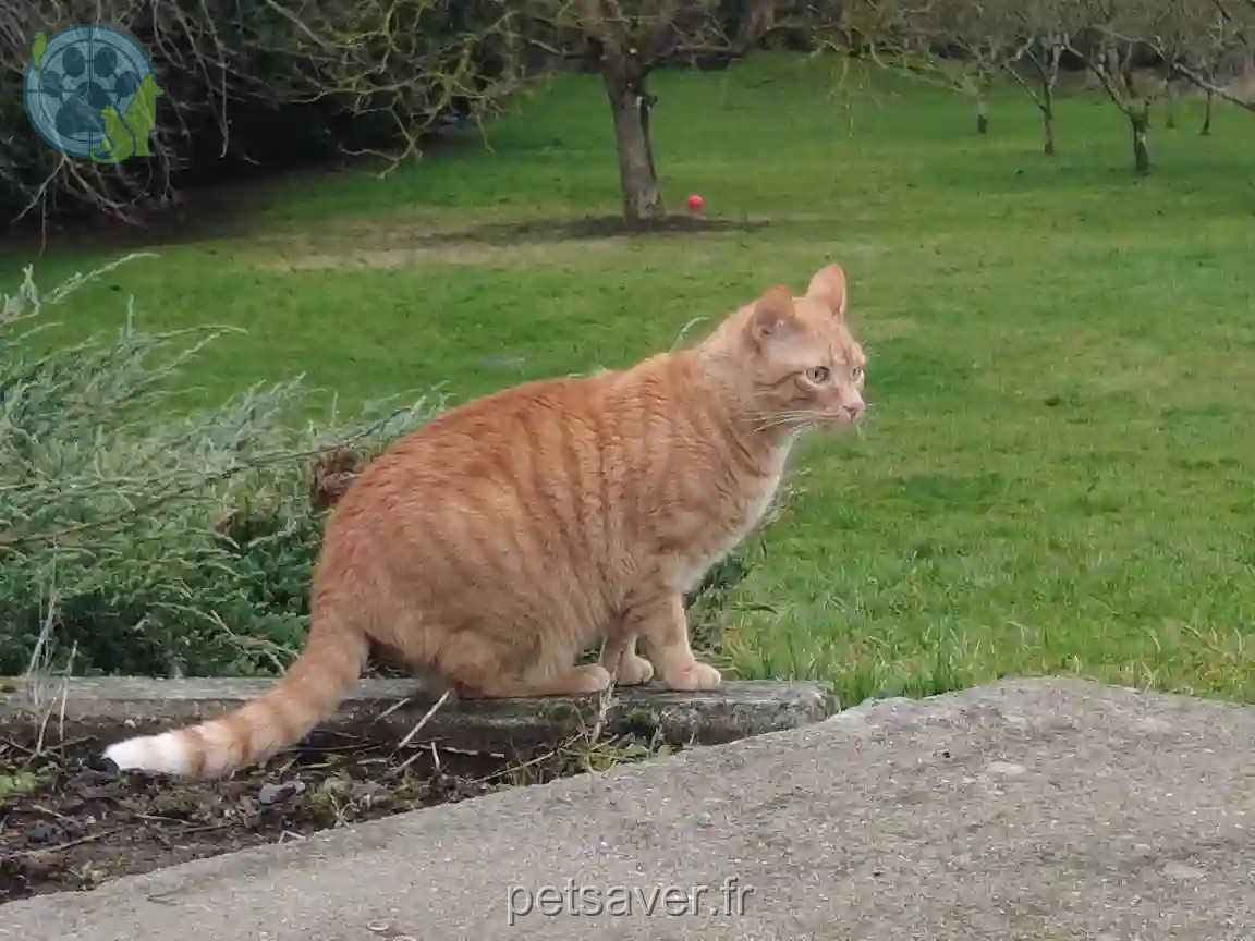 Chat Perdu 29 Finistère - Philibert Chat Perdu 29 Finistère - Philibert
