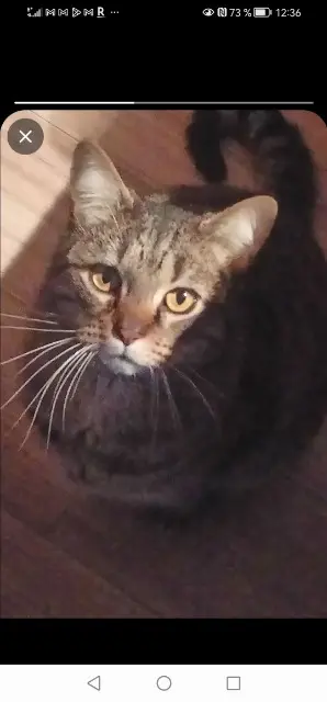 chat lost   29680 Roscoff Phoenix