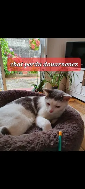 chat lost   29100 Douarnenez Pilou