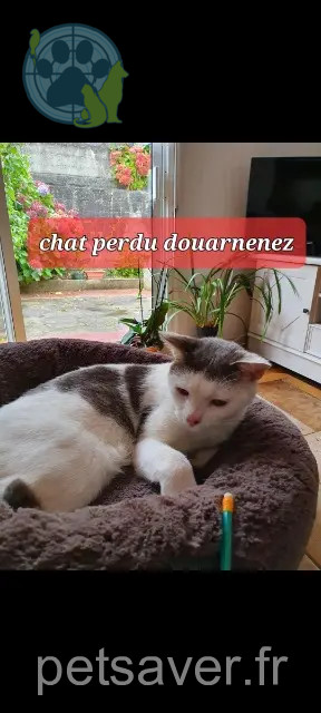 kater vermist 29100 Douarnenez Pilou kater lost 29100 Douarnenez Pilou
