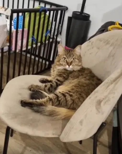 chat lost   29120 Tréméoc Pilou