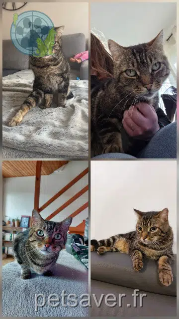 chat perdu 29246 Poullaouen Pistache chat lost 29246 Poullaouen Pistache