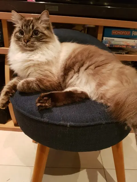 chat lost   29740 Plobannalec-Lesconil Shadow
