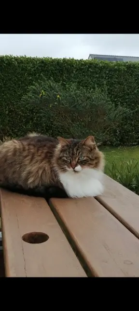 chat lost   29430 Plounévez-Lochrist Pooki