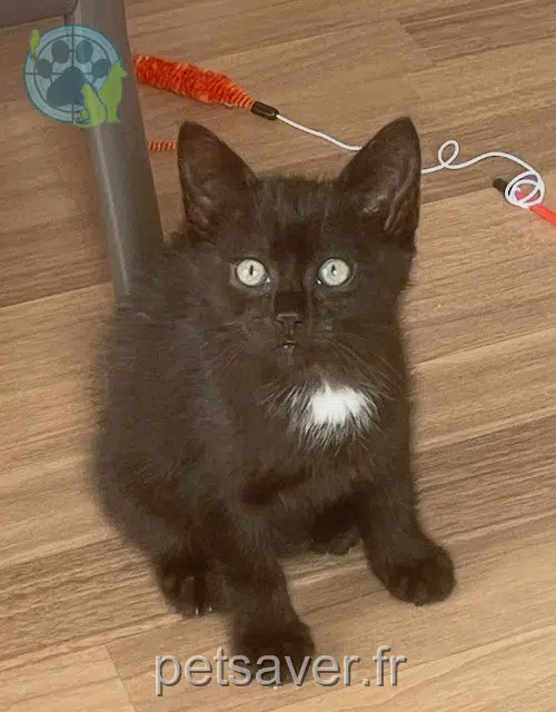 chat lost   29470 Plougastel-Daoulas Radis