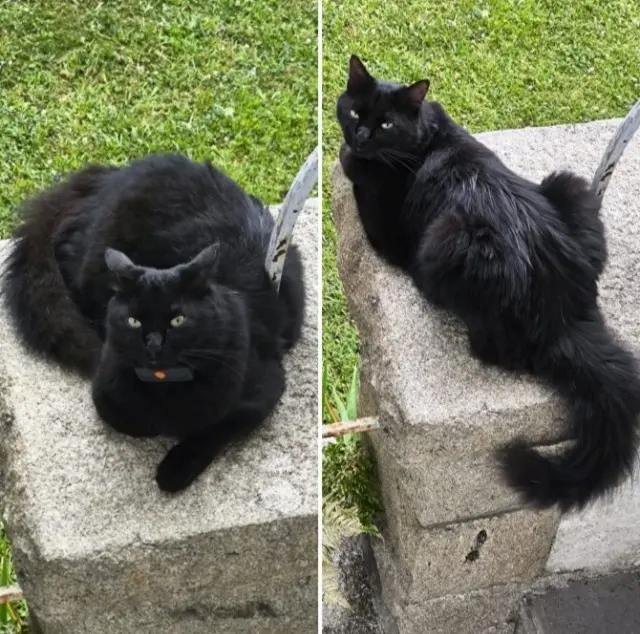 chat lost   29950 Bénodet Raven