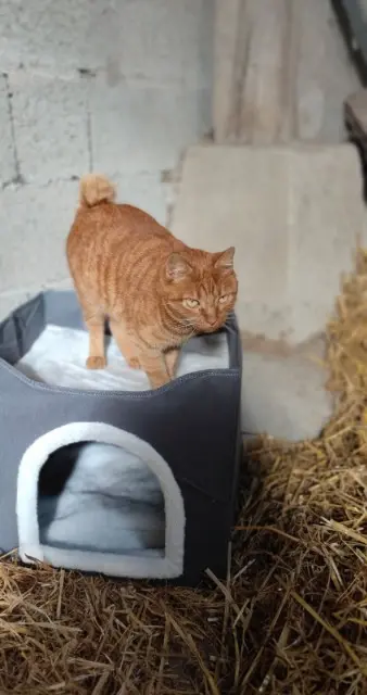 chat lost   29890 Kerlouan Rio