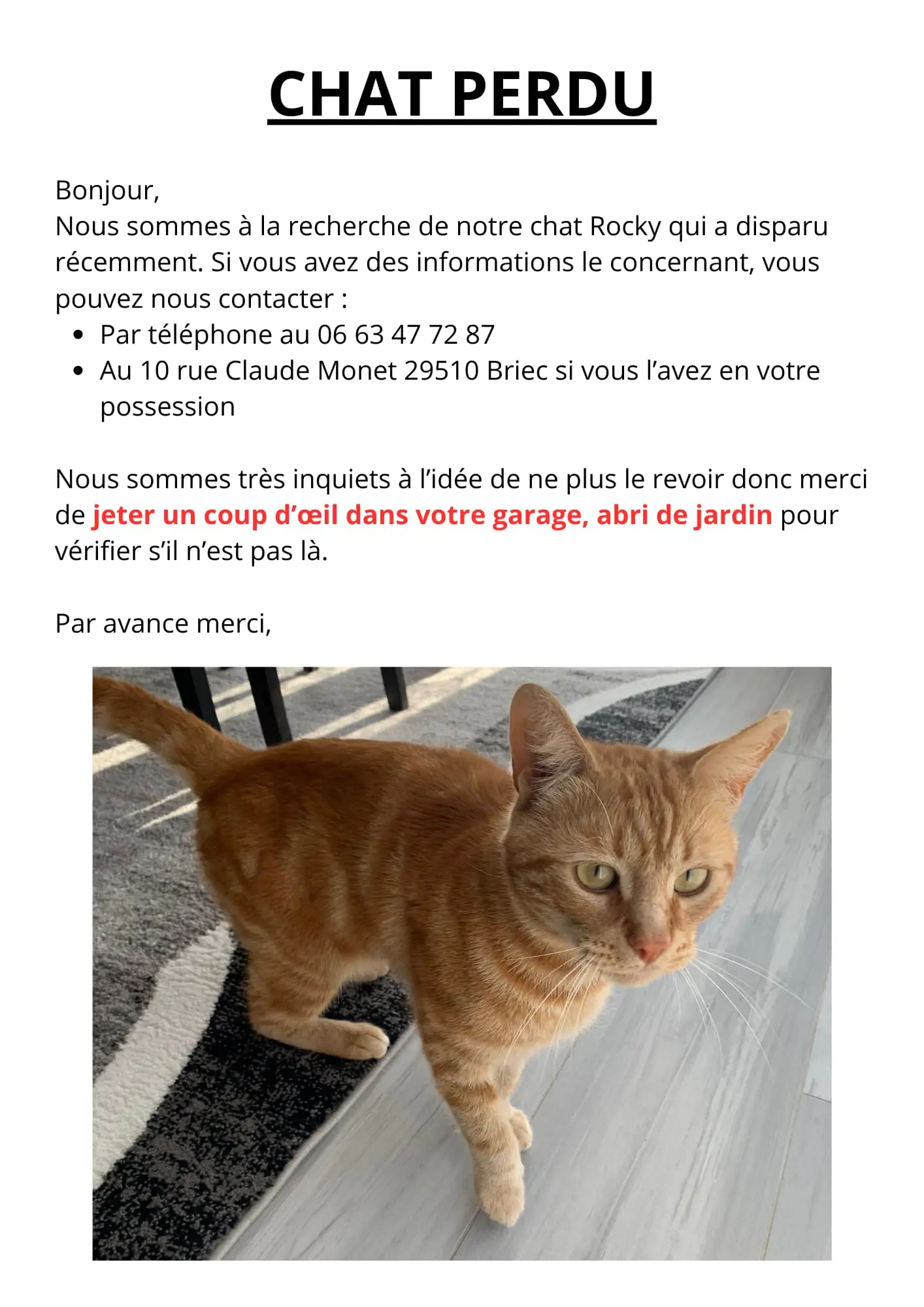 Chat Perdu 29 Finistère - Rocky Chat Perdu 29 Finistère - Rocky