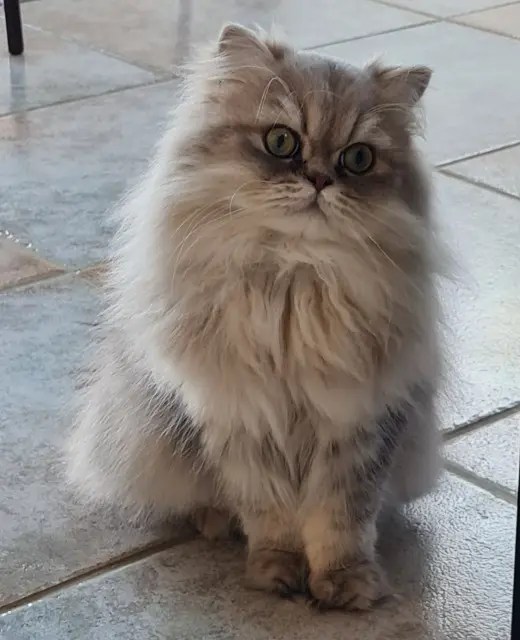 chat lost   29460 Dirinon Rocky